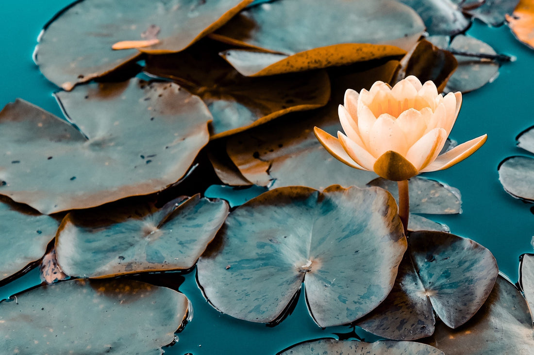 Water Lily vs Lotus Flower: What is the Difference?